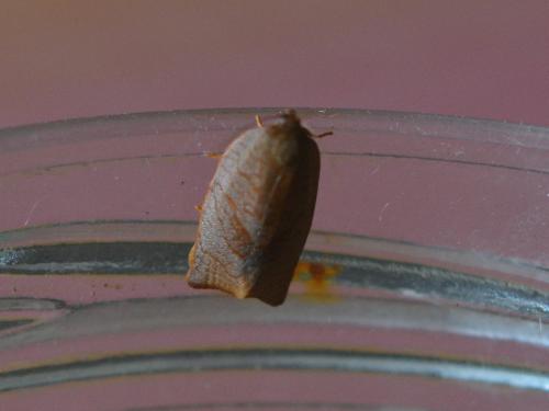 Réf. 300 290 : Cacoecimorpha pronubana